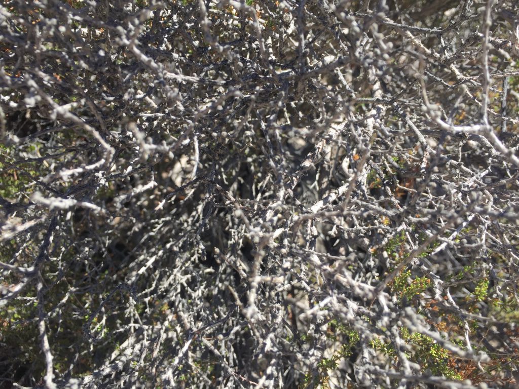Depth of field on dried light grey dead bush