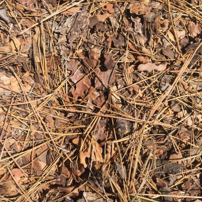 Dried brush pile of pine needles and dead leafs