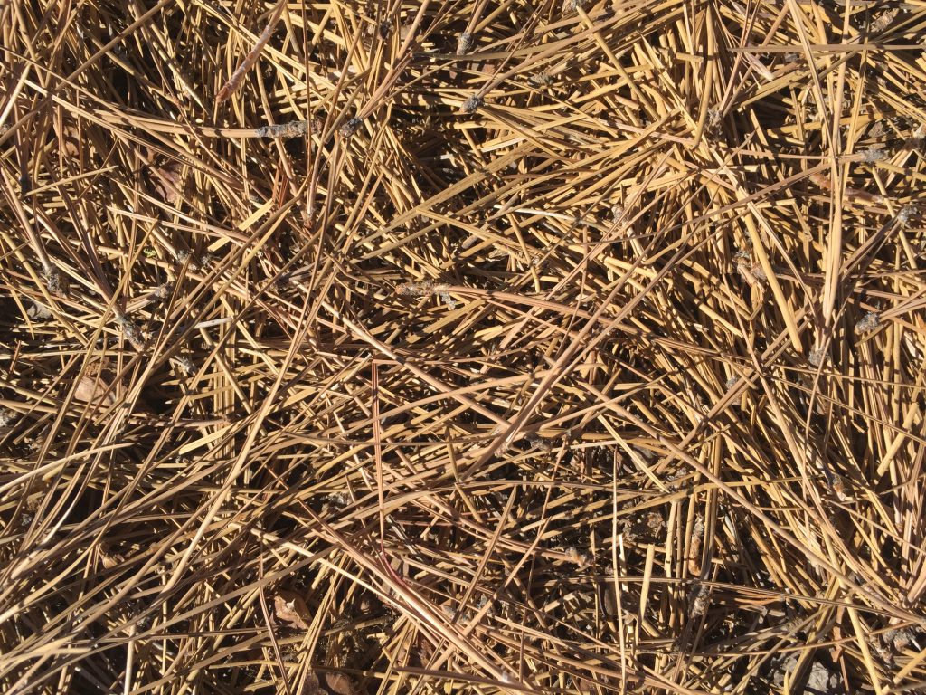 Pile of pine needles creating golden brown texture