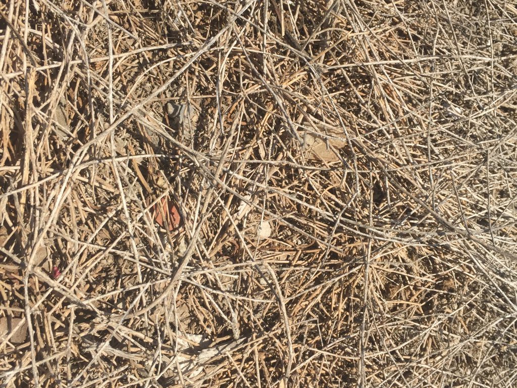 Small sticks in brush pile with light brown color