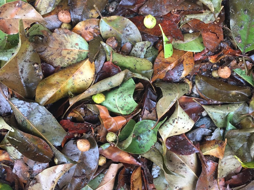 Green, yellow, and brown wet leaves in pile
