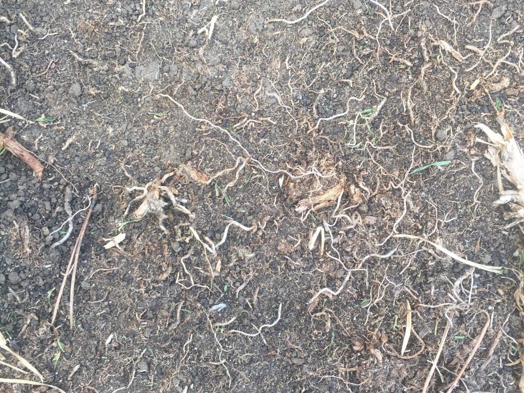 Earth with small twigs over dark brown dirt