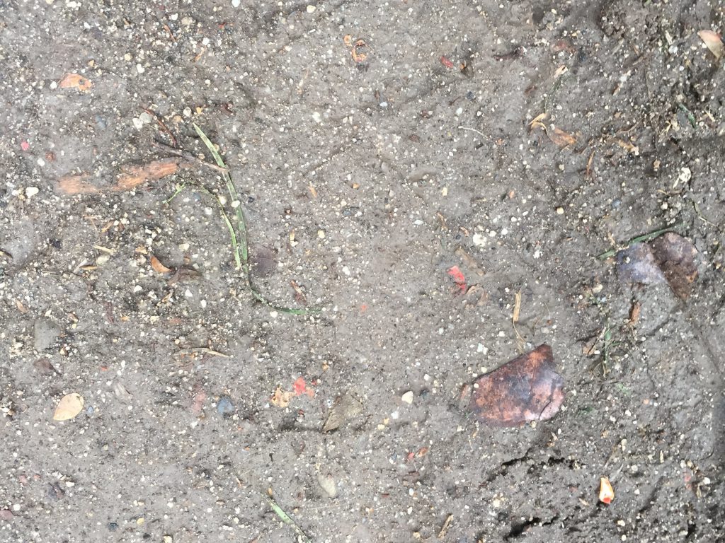 Small rocks on moist dark brown dirt