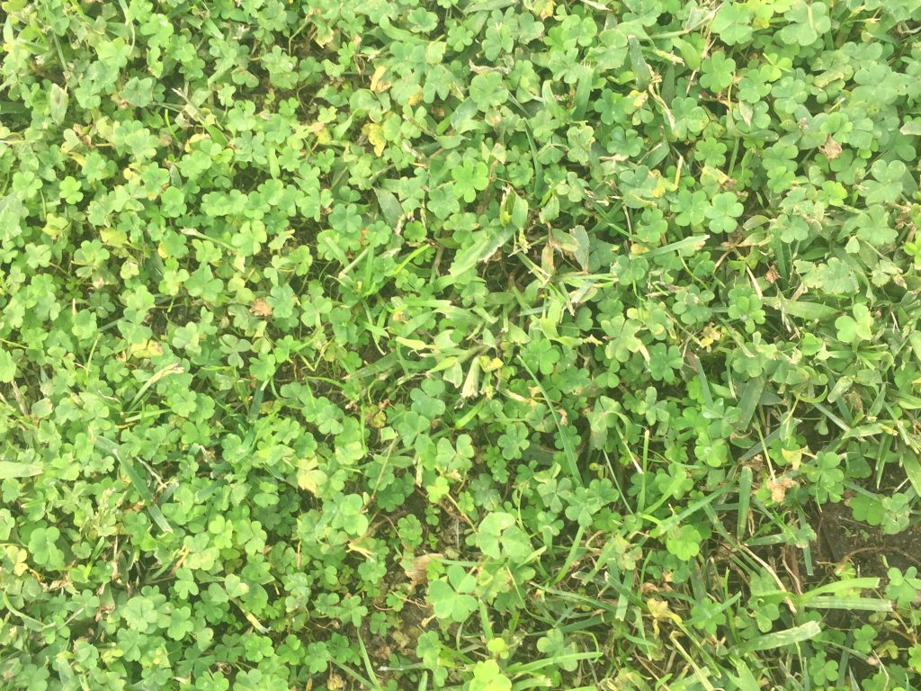 Grass with clovers and some brown dirt showing