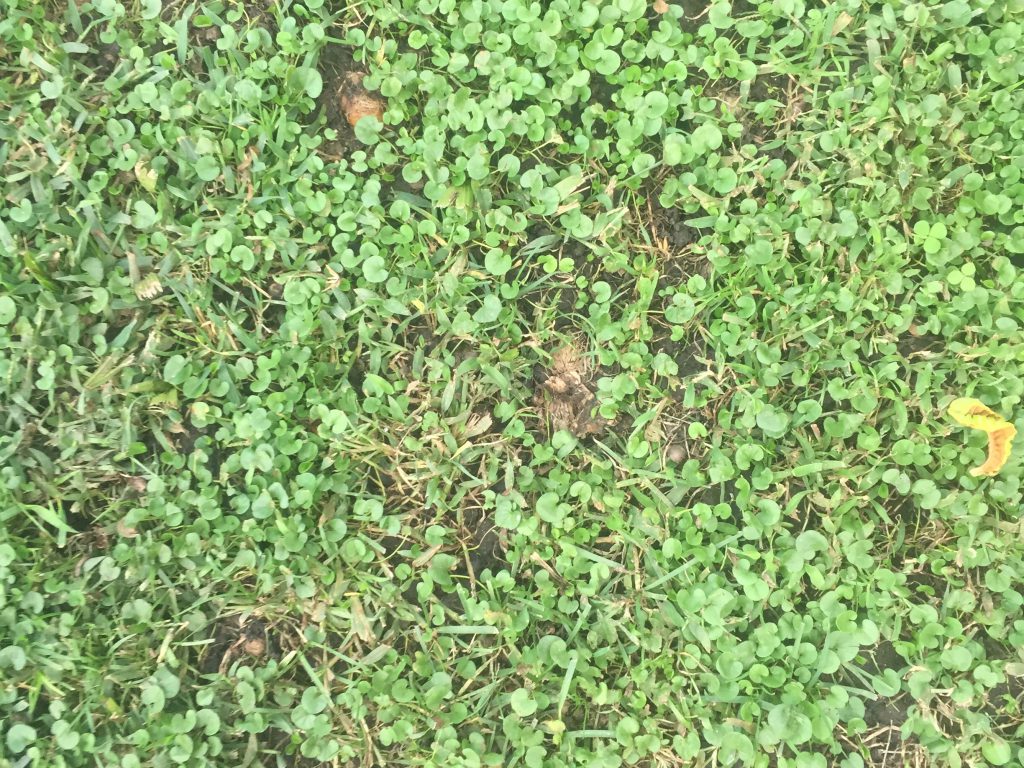 Clover filled grass with bits of brown earth