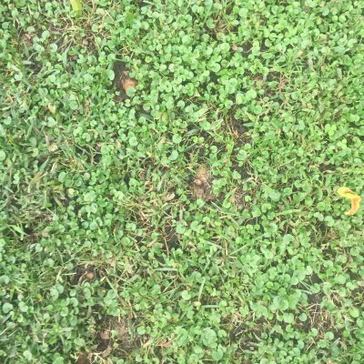 Sparse grass in clover field with patches of dirt showing through