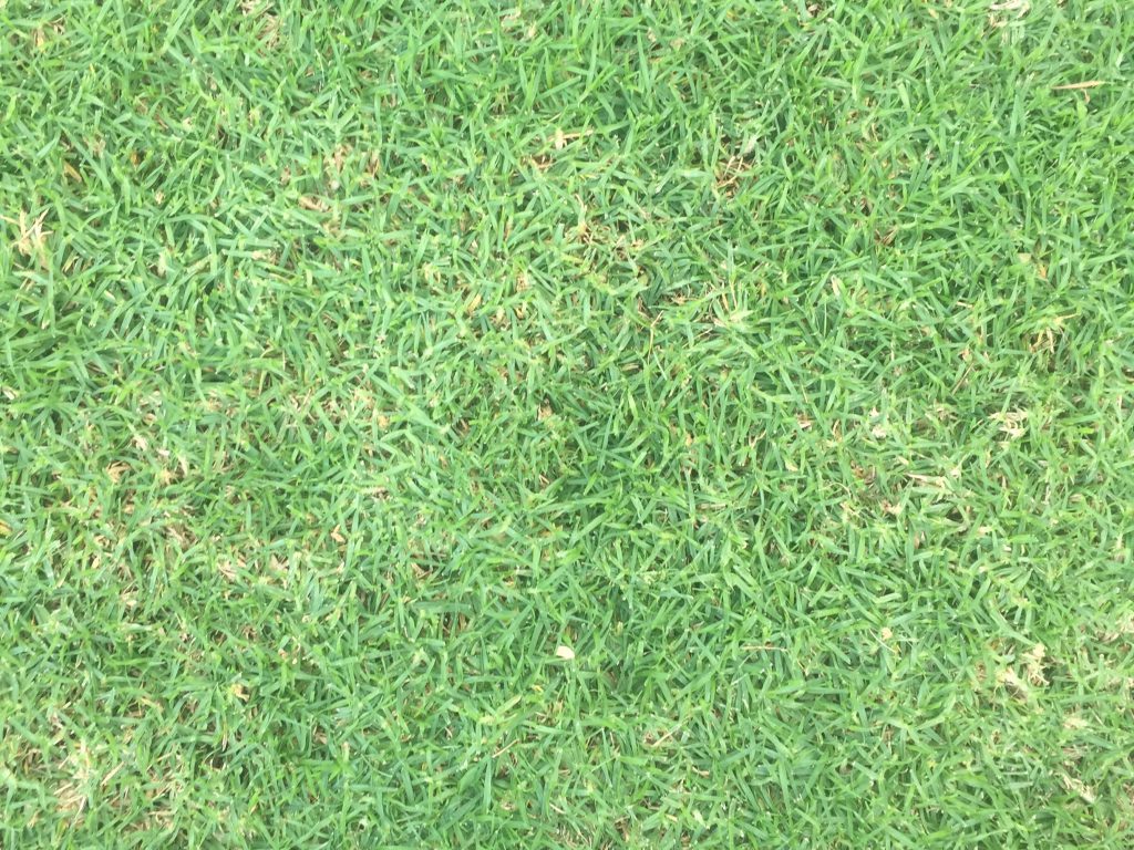 Patch of green grass