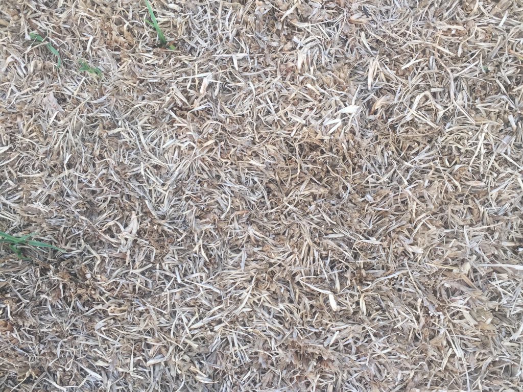 Light brown matted dead grass texture