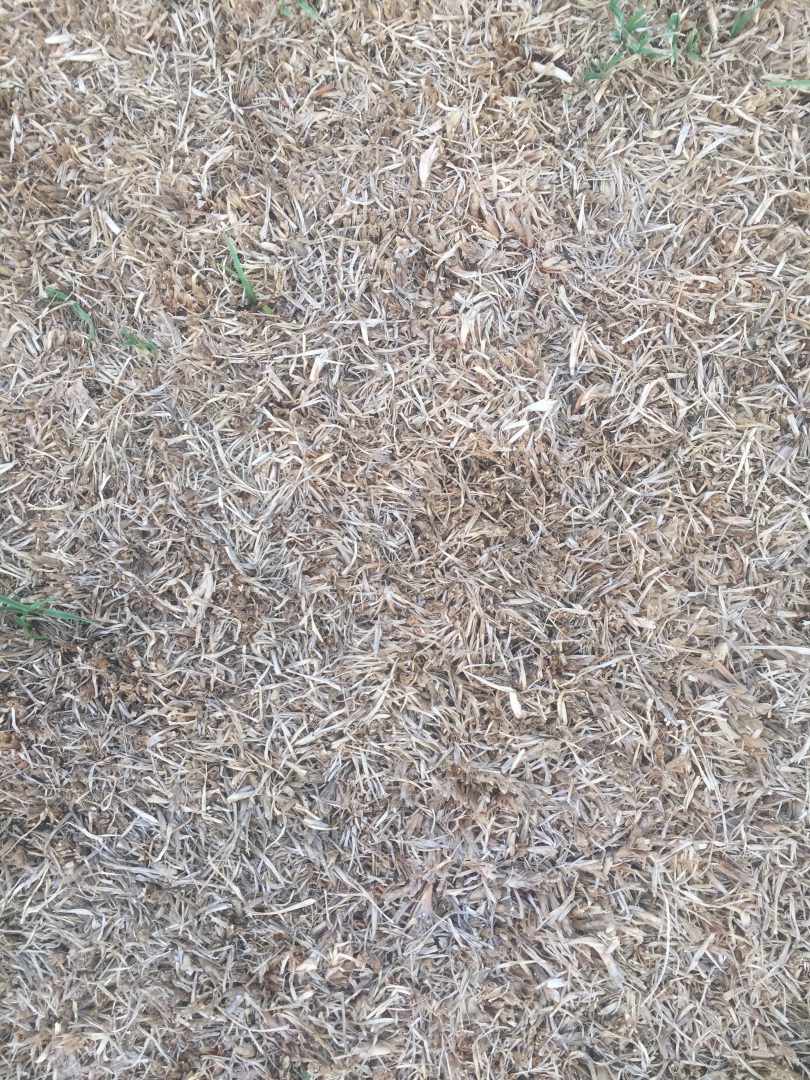 Light brown matted dead grass texture Free Textures