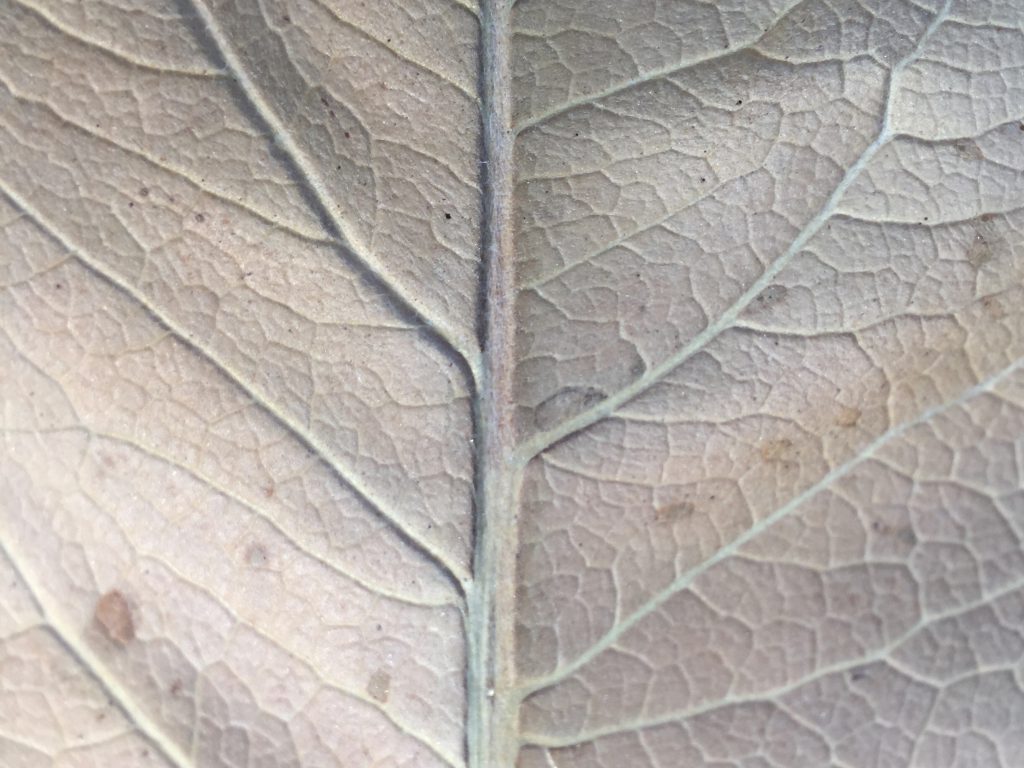 Light brown dead leaf extreme close up