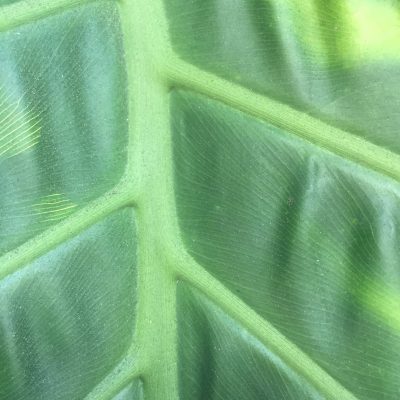 Close up of leaf featuring stem with line work webbing out