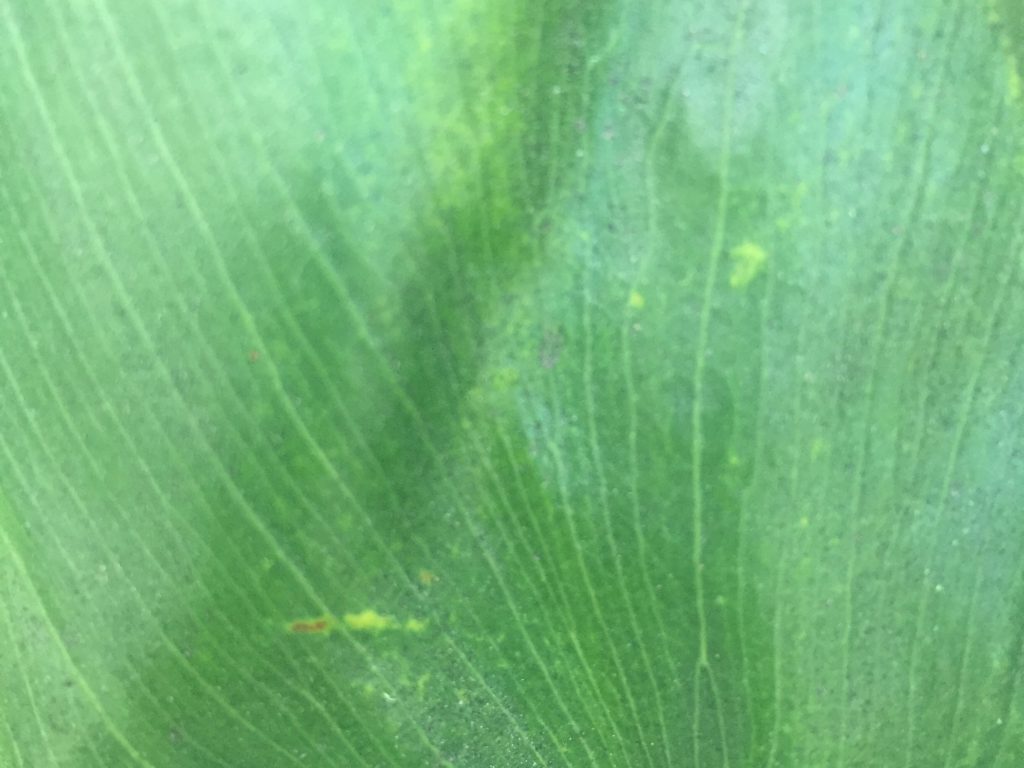 Lush green leaf with light texture and nice patterns