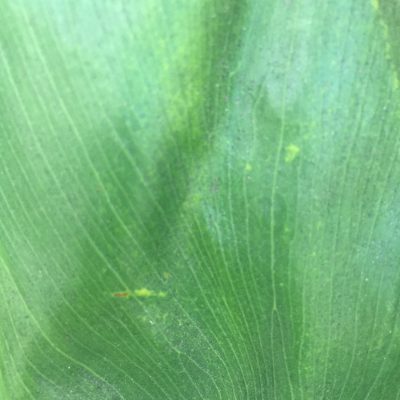 Close up of dark green leaf