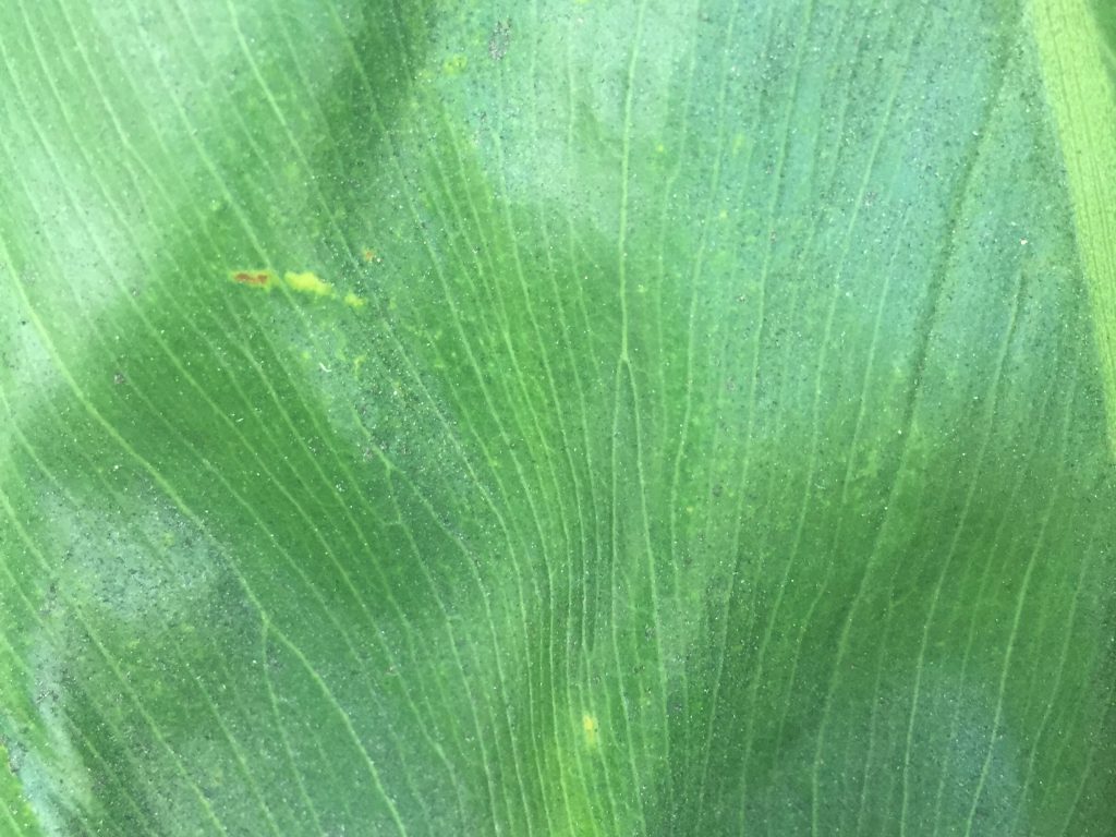 Leafy green plant close up with lines fanning out