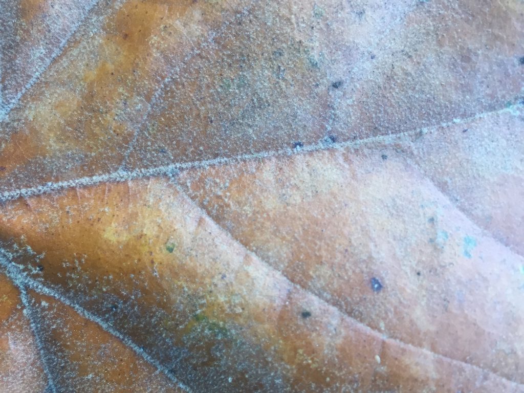 Big brown decaying leaf close up