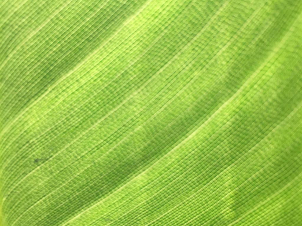 Lush green leaf with cellular pattern and diagonal lines