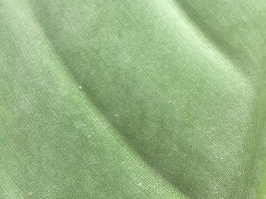 Cell pattern on big green leaf