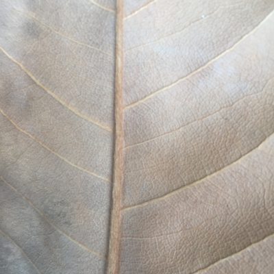 Leathery dead brown leaf with cell pattern texture
