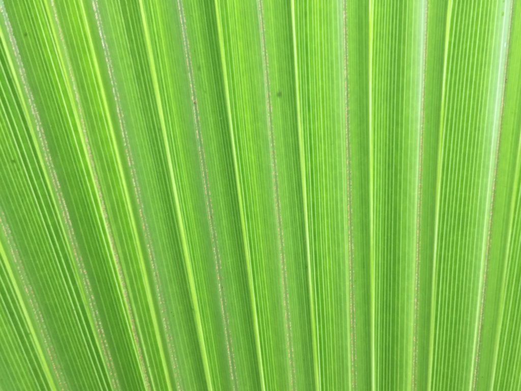 Bright green palm leaf with lines of texture