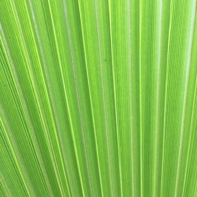 Large palm leaf fanning out