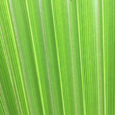 Fanned green leaf with vertical green lines