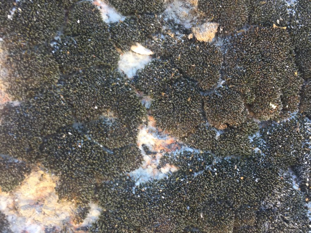 Dark black mold growing on white rock