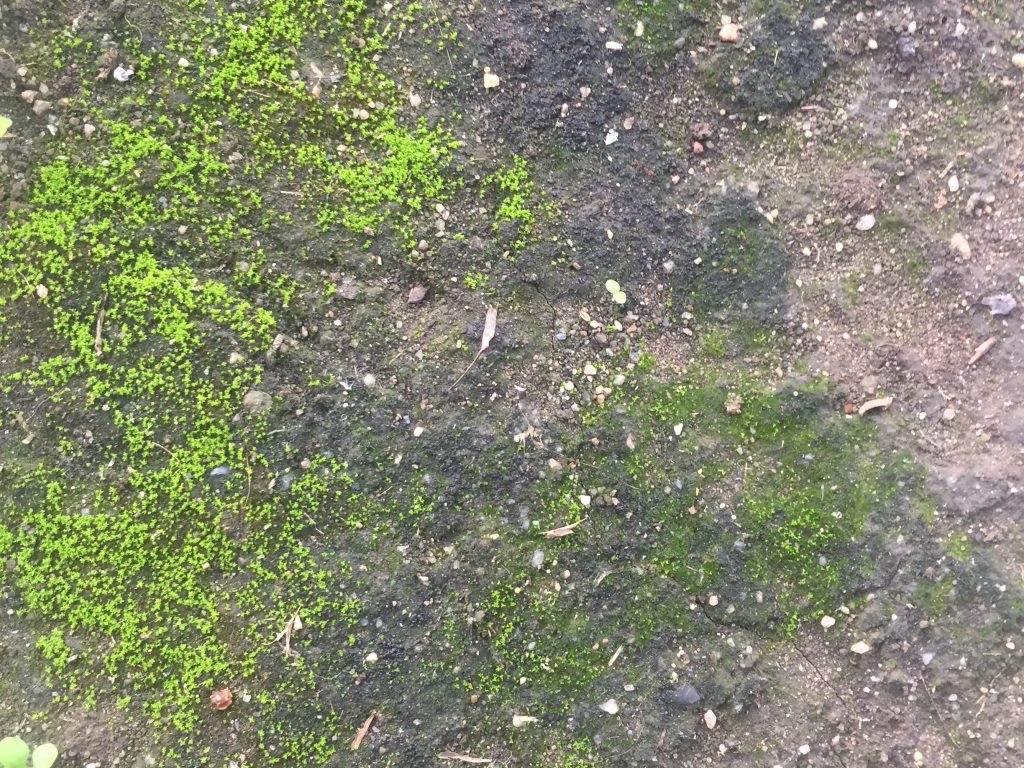 Dirt covered in green mold