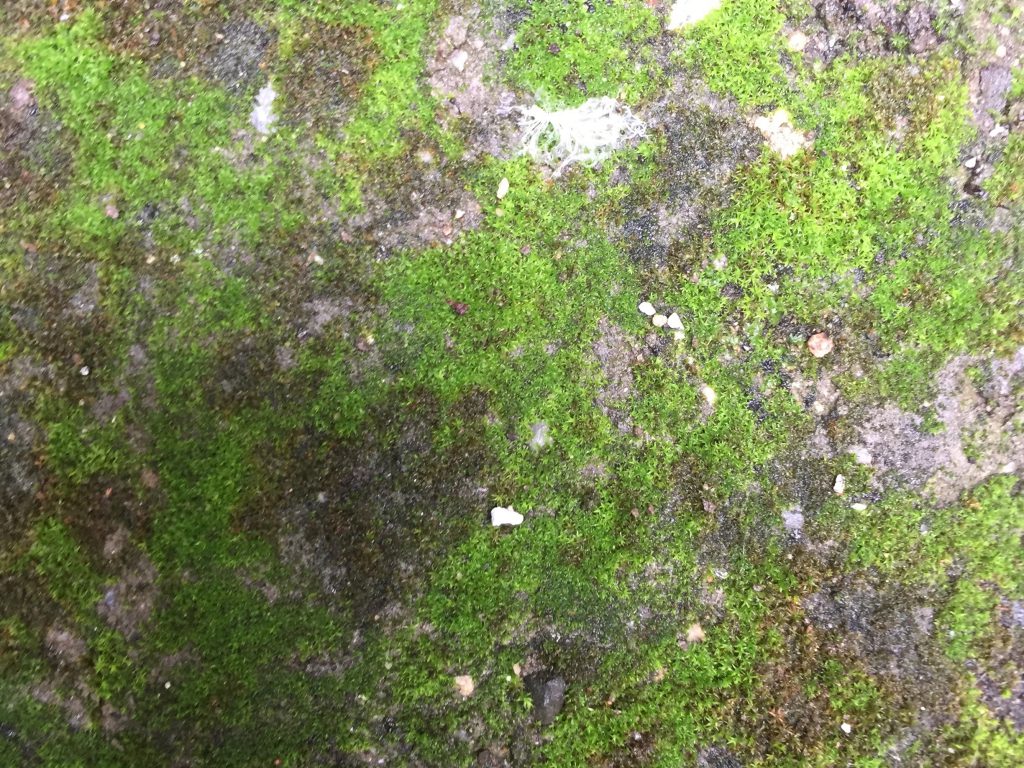 Splotchy green moss growing on light brown dirt texture