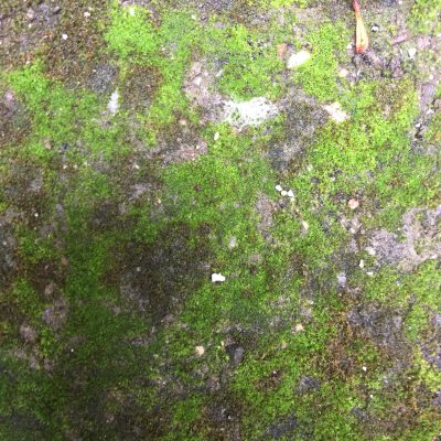 Splotchy green moss growing on light brown dirt texture