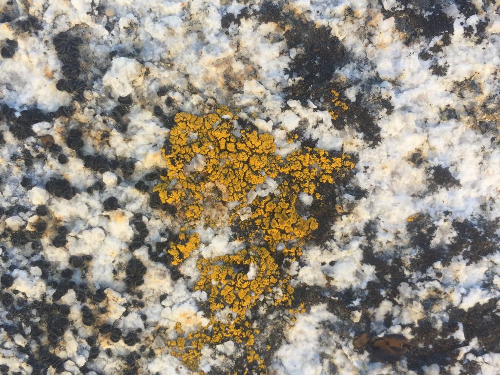 Black and White Rock With Old Yellow Mold