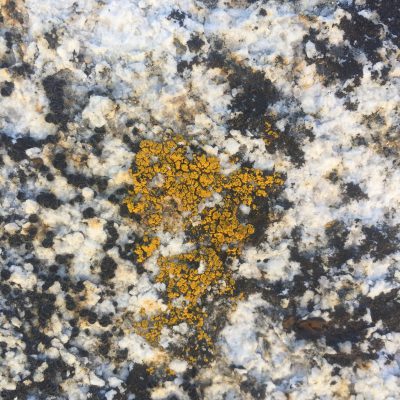 Black and White Rock With Old Yellow Mold