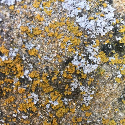 Rock with Yellow and White Spots of moss