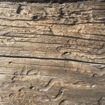 Dead tree wood grain texture with deep grooves