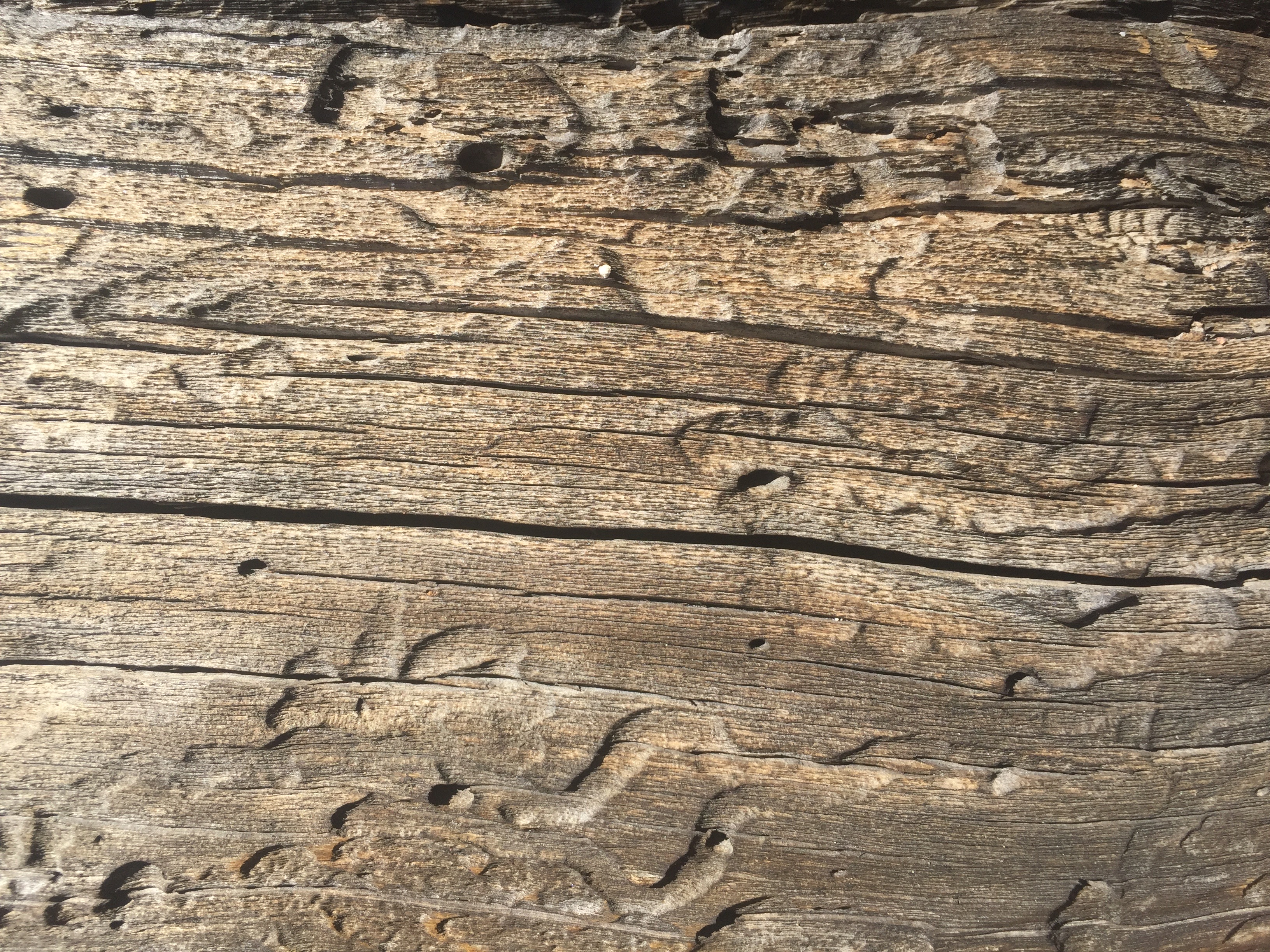 Dead wood tree texture | Free Textures