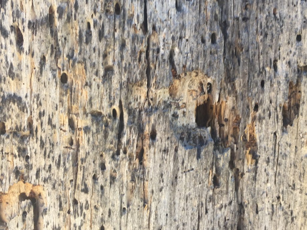 Dead Wood Texture Close Up