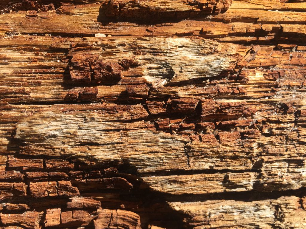 Dead Wood Stock Texture