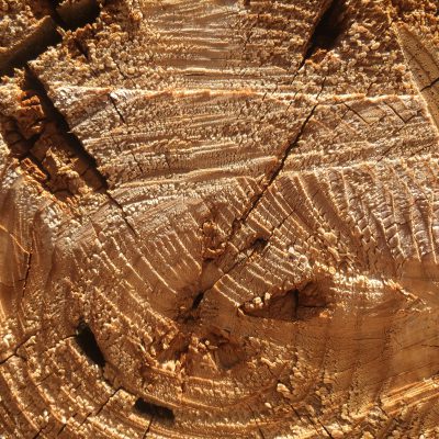 Wood Cut Texture
