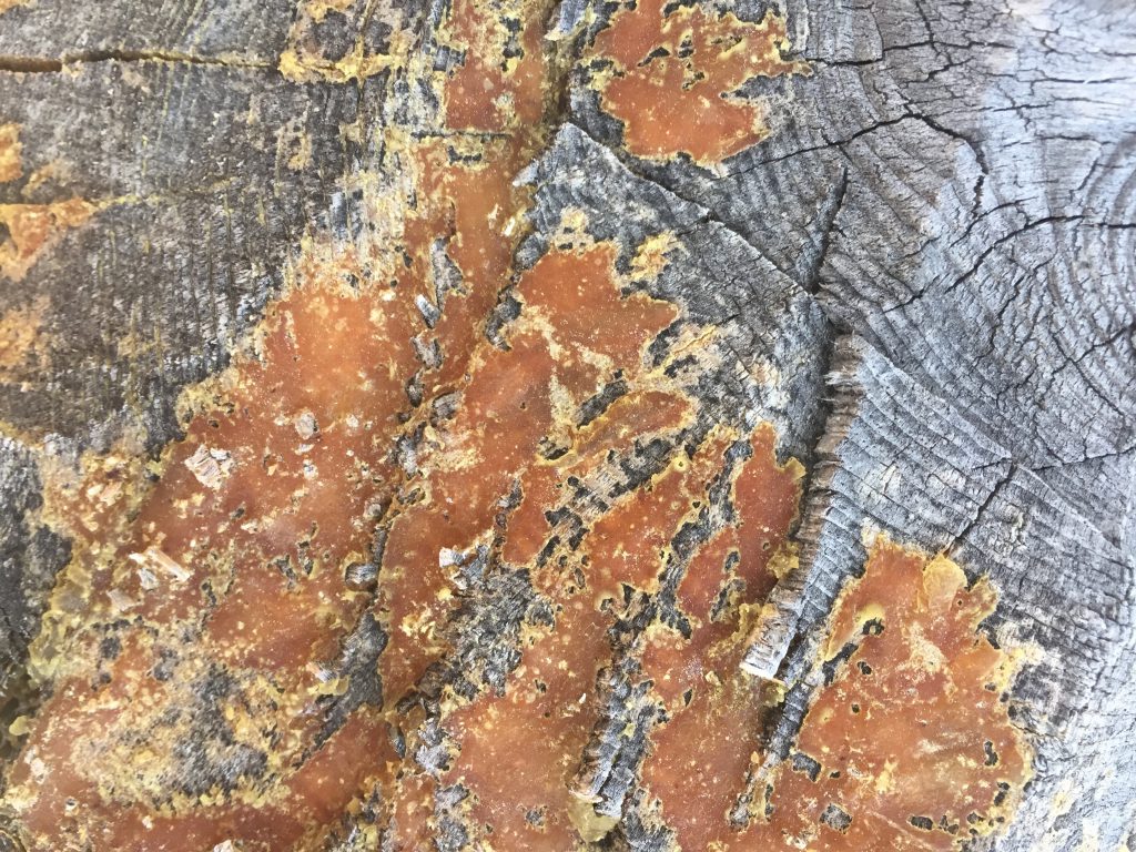 Dead Wood Stock Texture