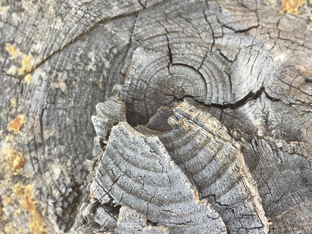Tree Wood Texture