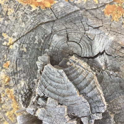 Tree Wood Texture