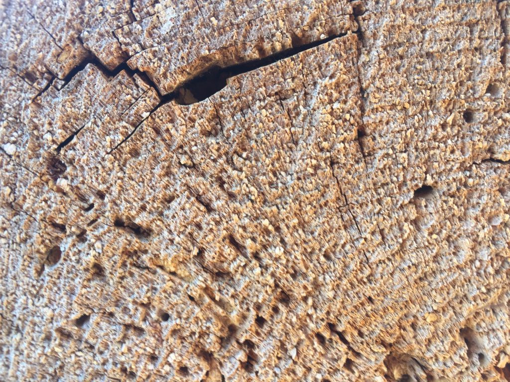 Close Up Tree Cut Grain
