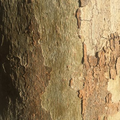 Bark Close Up Free Texture