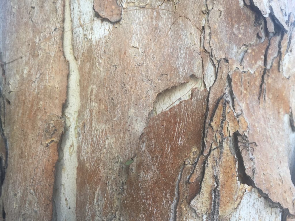 Close Up Bark Texture