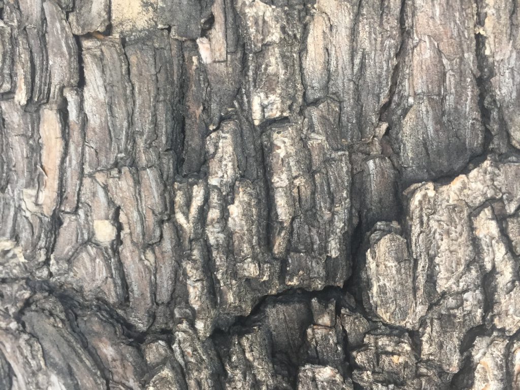Bark Close Up Stock Texture