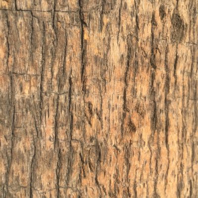 Close up of pattern in tree Bark Stock Texture