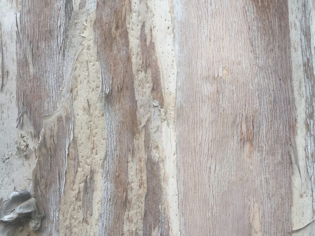 White Flakey Tree Bark Texture