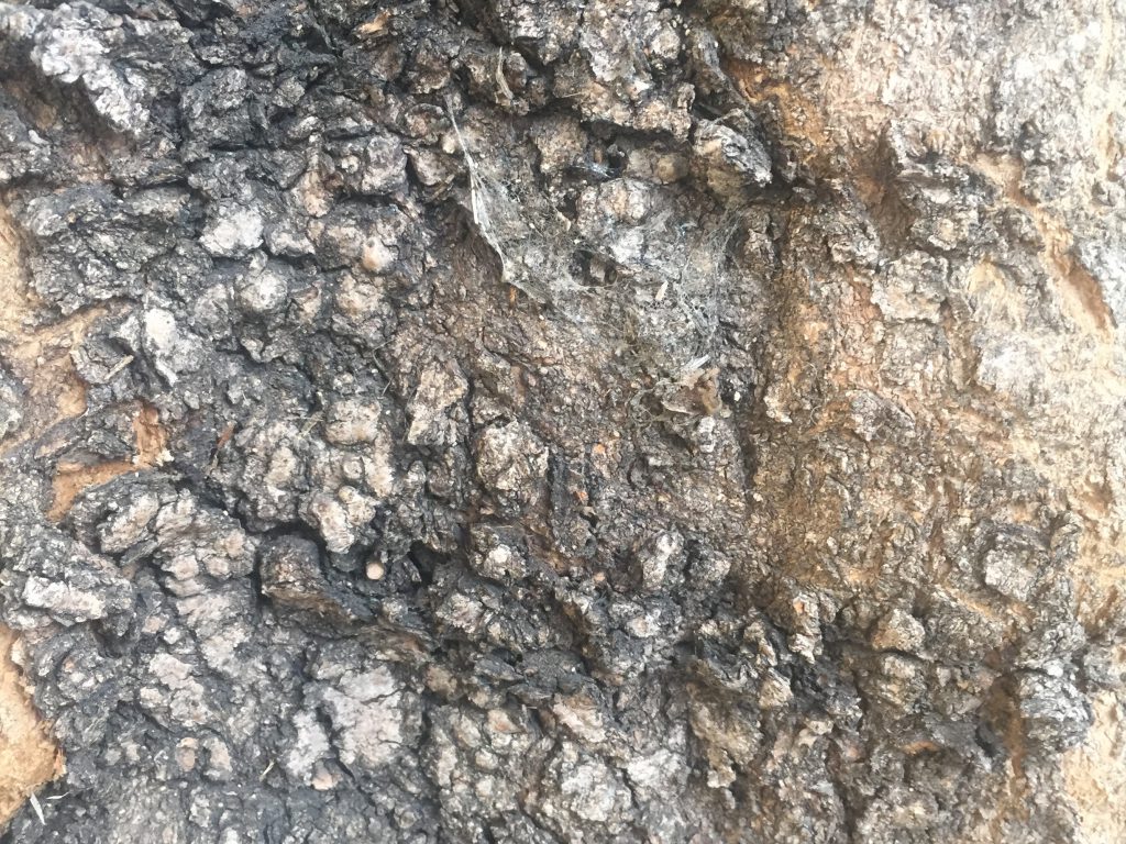 Rough and Knobby Tree Bark Texture