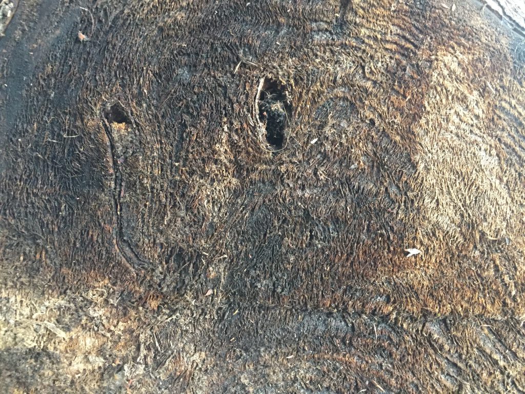Close Up Dead Tree Stump
