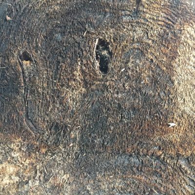 Close Up Dead Tree Stump
