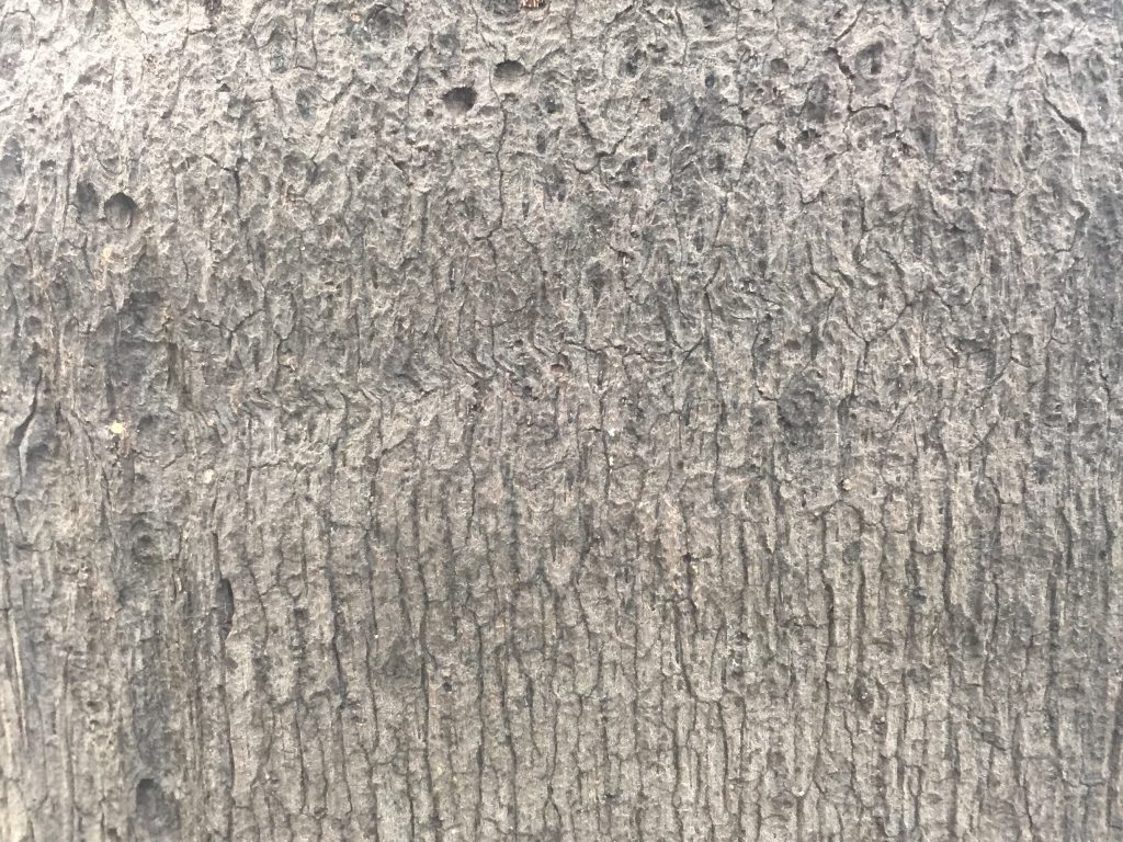 Close Up Tree Bark